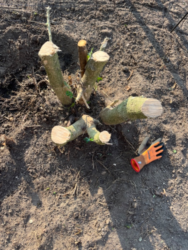 Opgravning af 2 sæt rødder fra gamle  buske. Buskene er klippet ned, så kun rødderne står.