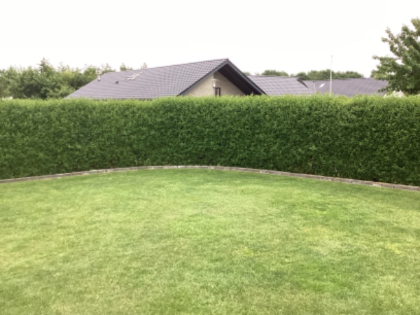 Hækklipning af ligusterhæk