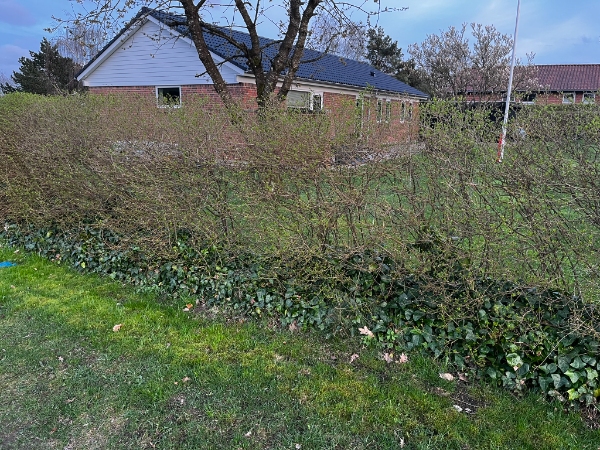 Lugning af hæk og efeu