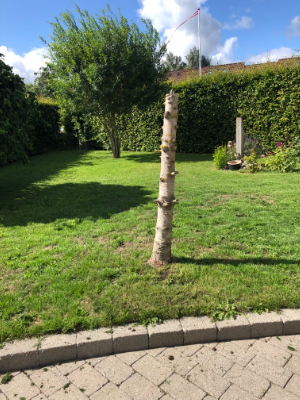 Hækkeklip af bøg. Ca 50 meter hæk. Højde på hæk er mellem 1,9-2,2