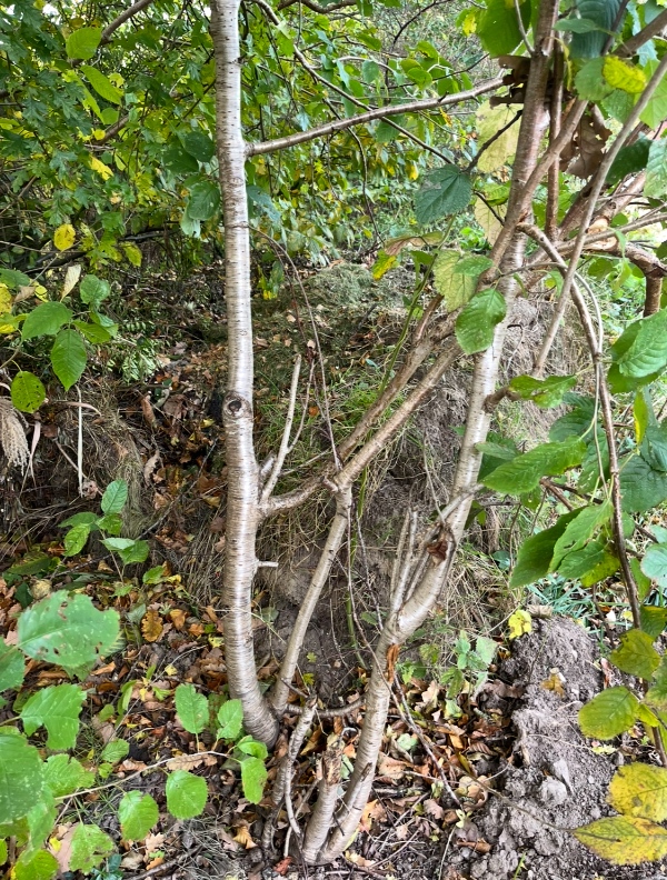 Bortkørsel af græstørv og haveaffald.