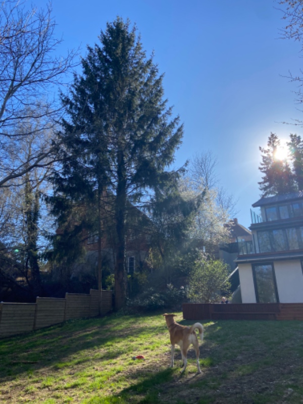 Bortskaffelse af grangrene (20m højt fældet træ)