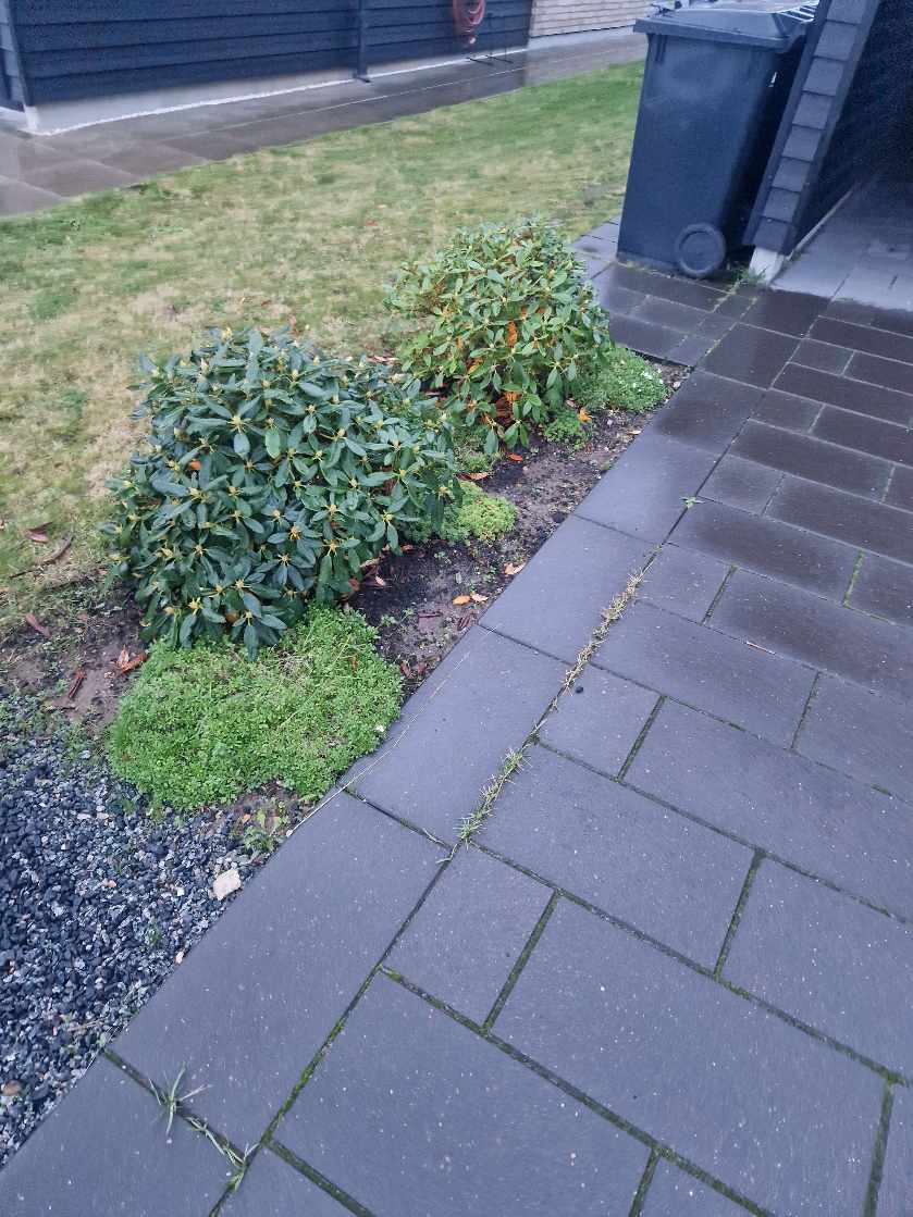 Fjernet ukrudt i hæk, bede og mellem fliser