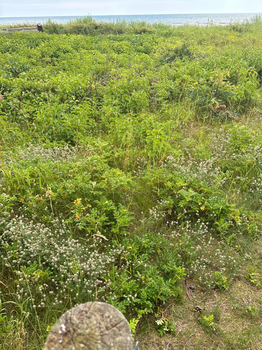 Rydning af have + bortskaffelse.