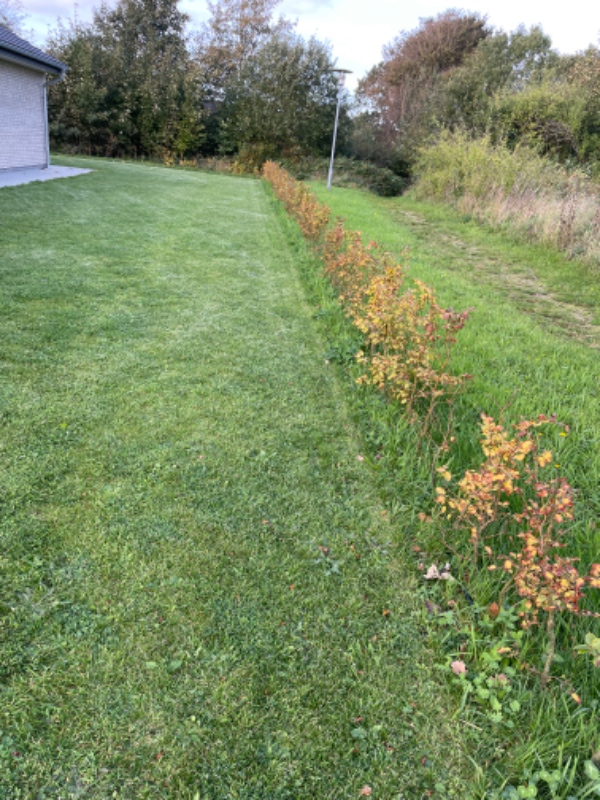 Ukrudt i hækken/ en pænt kant langs
