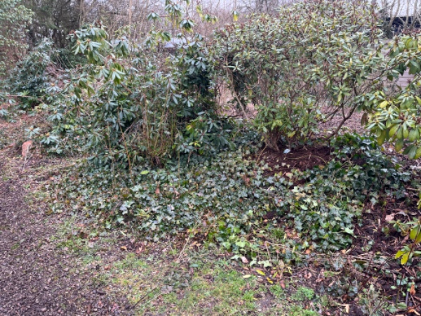 Fjernelse af Egeføj