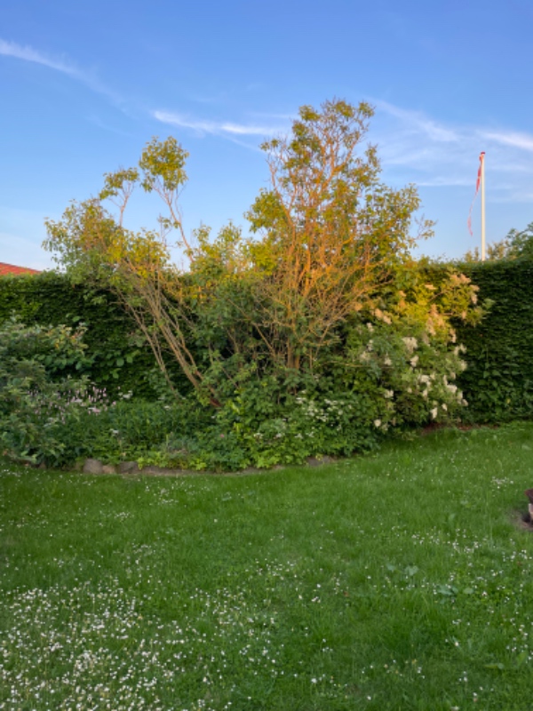 Fjernelse af træer og græsplæne