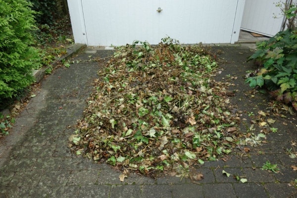 klippet hæk, kørt afklippet væk, mindre mængde have og andet affald, en knækket gren taget ned fra t