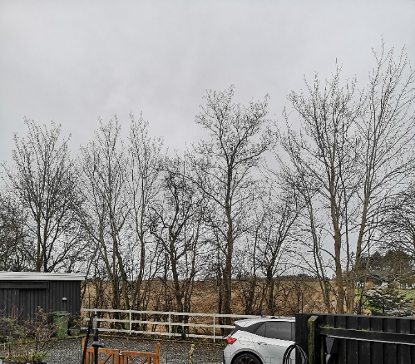 Plantet 3 små grantræer samt beskæring af høje træer