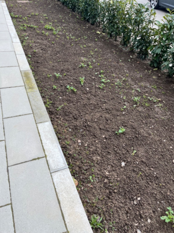 Levering og udlægning af rullegræs