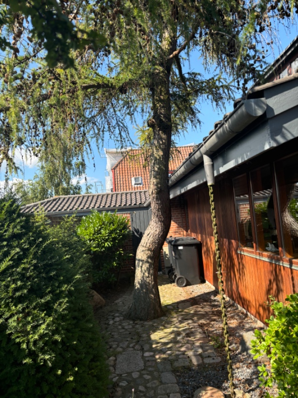 Fældning af træ samt stub fræsning