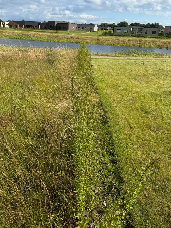 Lugning af ukrudt under hæk