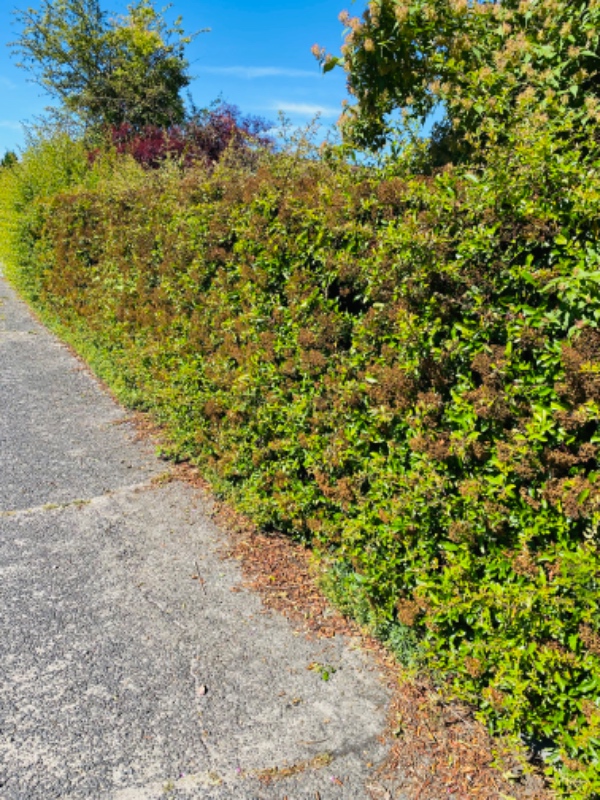 Klipning af ildtorn hæk