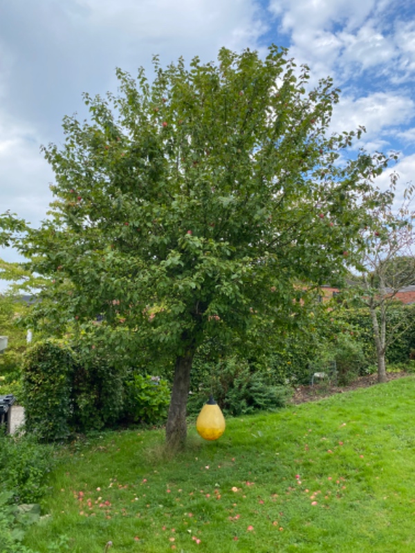 Beskæring af frugttræer og hæk