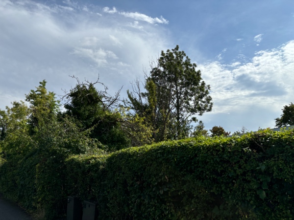 Beskæring af mindre træer og buske og bortførsel af haveaffald