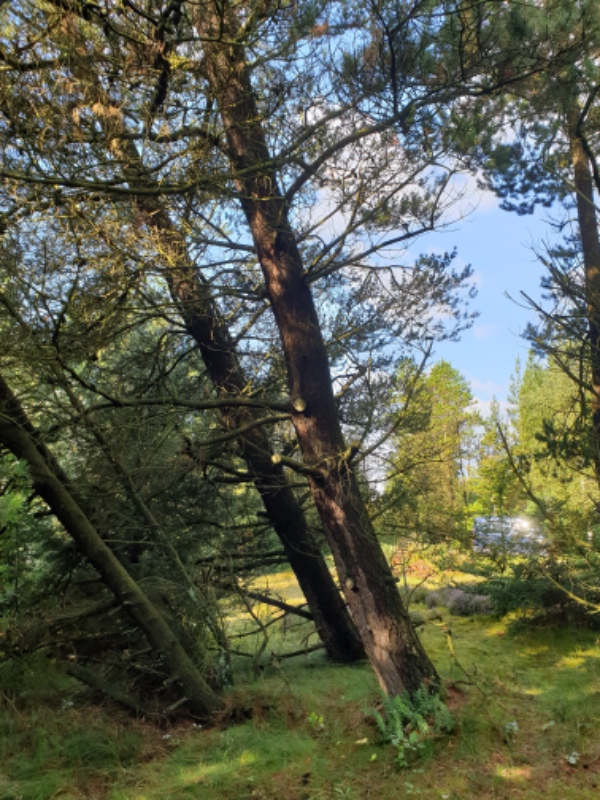 Fælde 3 fyrretræer og bortkørsel.