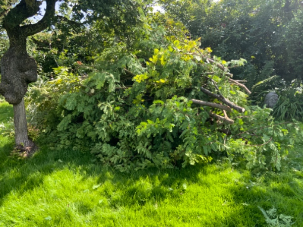 Afhentning af grenaffald