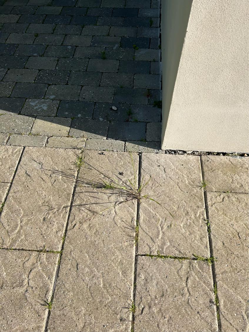 Ukrut i haven i mellem fliser og langs husmur
