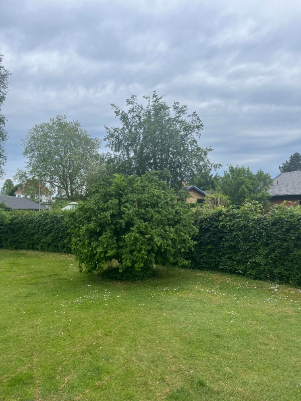 Hækklipning omkring hus