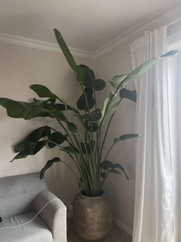 Flyt af 2,5 meter høj plante i tung lerkrukke