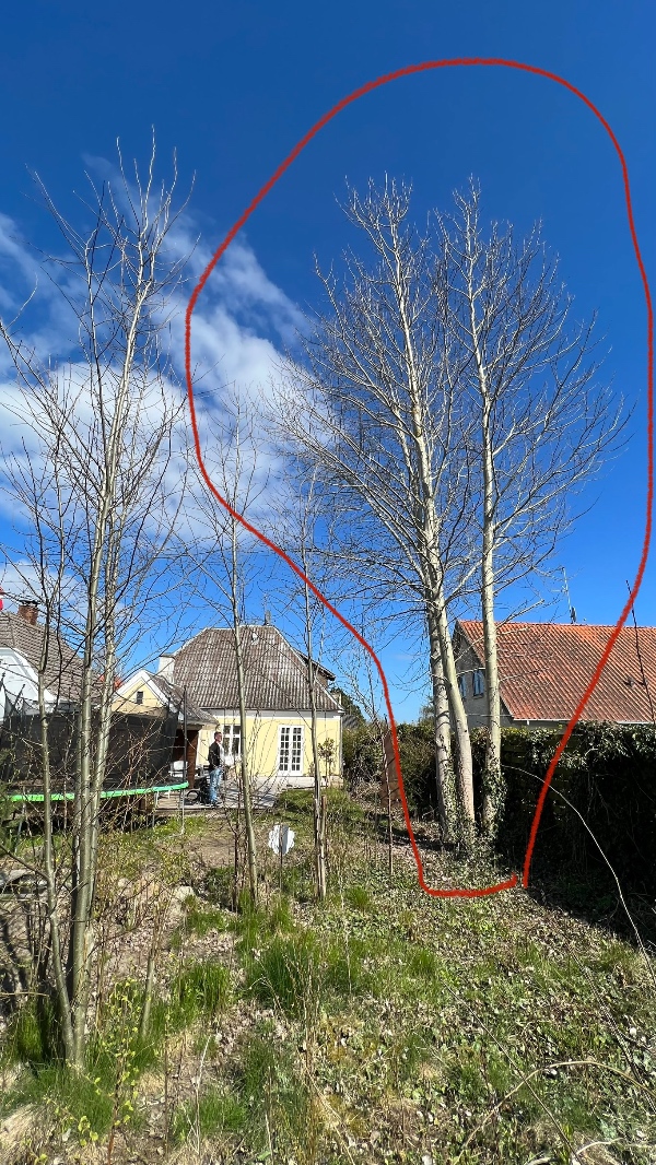 Tre mindre træer fældes