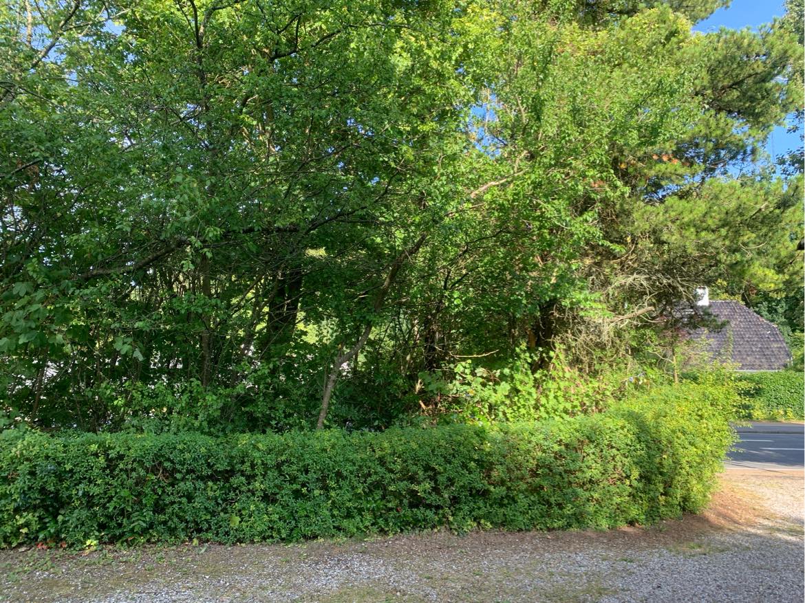 Beskærng af hæk og træer