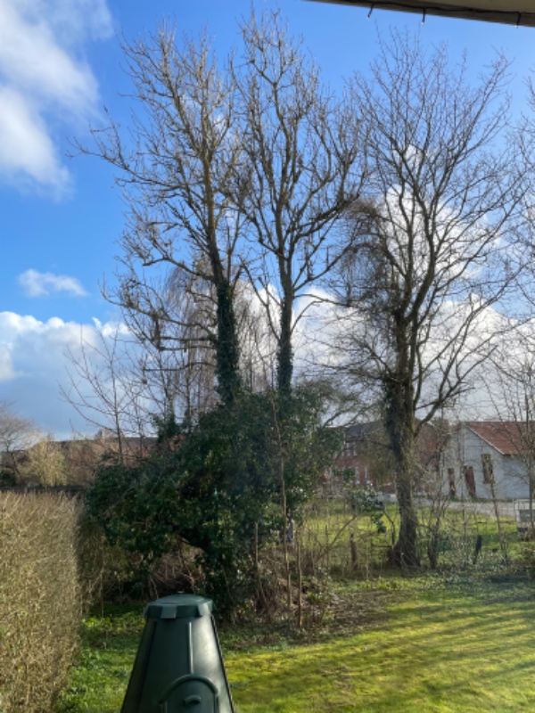 Tree felling and root removal