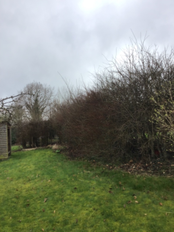 Beskæring af hæk + pris