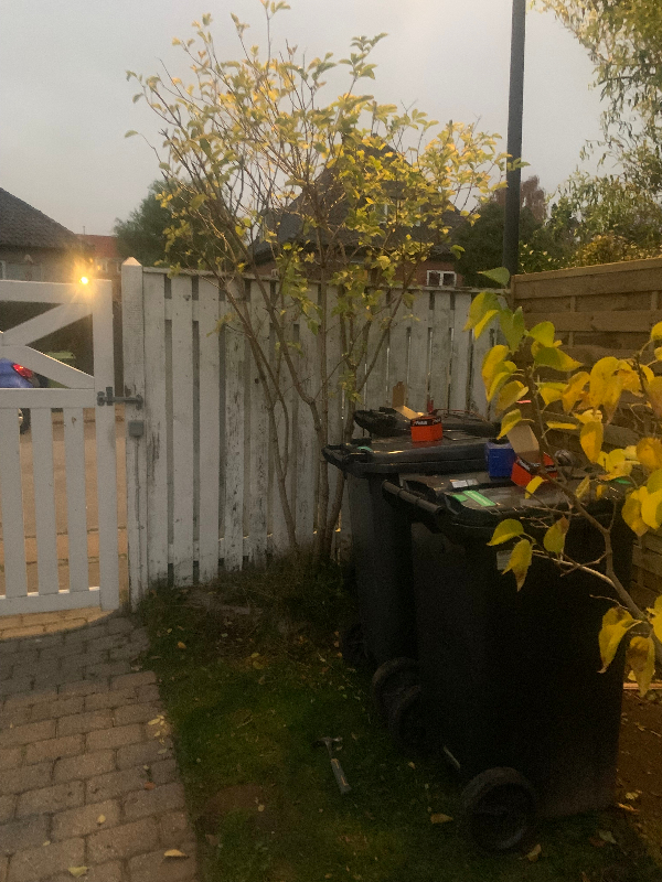 Plantning af træer