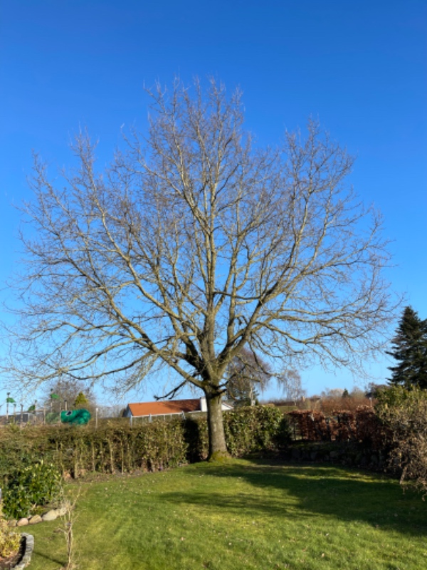 Beskæring af et stort egetræ ca. 10m
