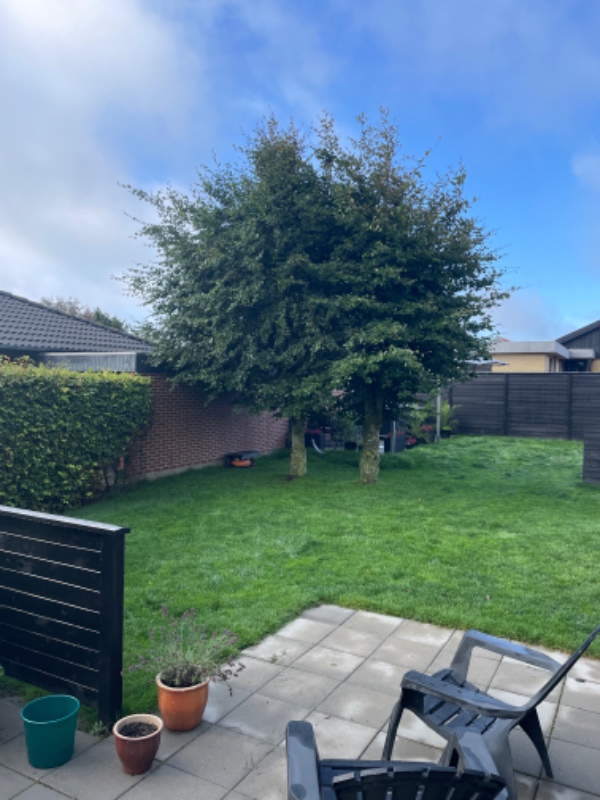 Topkapning af 3 bøgetræer