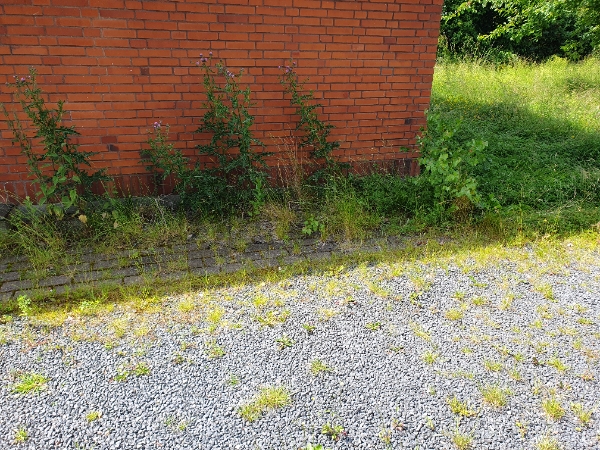 Overgroet forhave og baghave