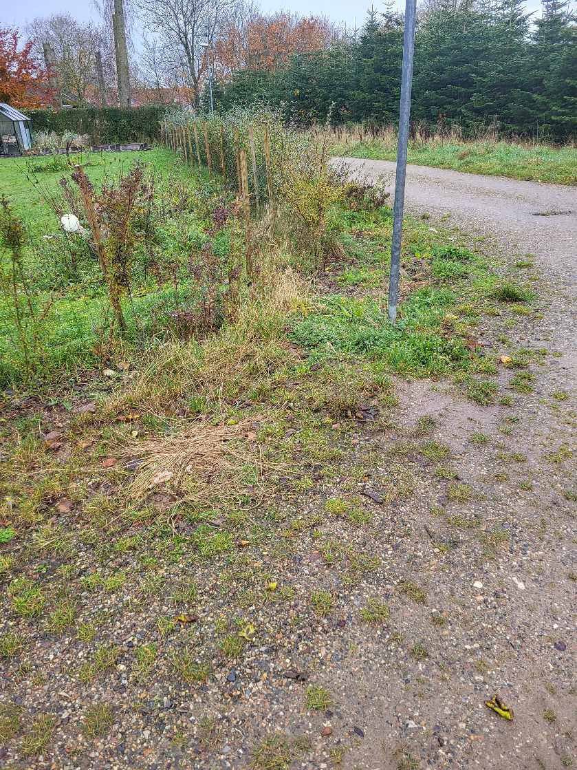 Hjælp til min have, fjerne ukrudt ved ligusterhæk