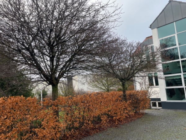 Beskæring af 30 mtr. bøgehæk og 6 buske/træer i opvokset have