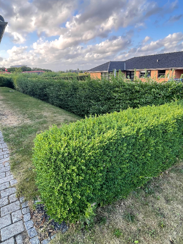 Hækkeklip + Ukrudtfjernselse