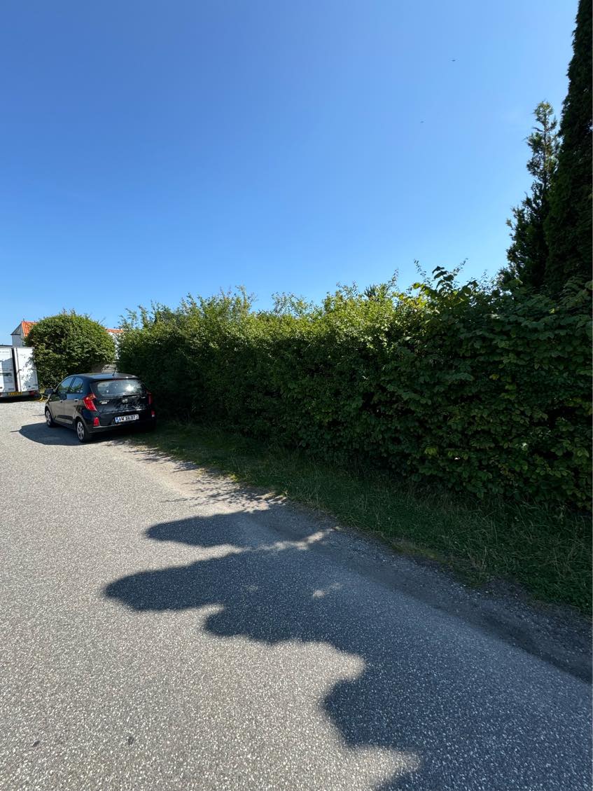 Klipning af høj hæk