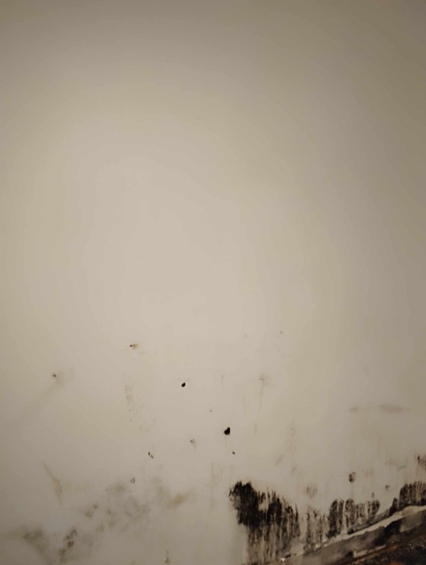 Nedvaskning af skimmelsvamp i villakælder