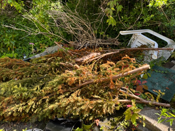 Beskæring af mindre træer og buske og bortførsel af haveaffald