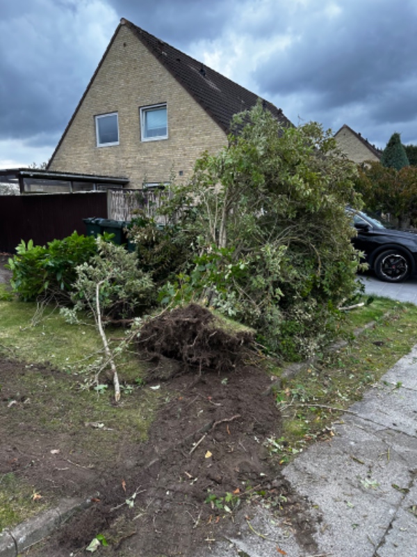 Fjernelse af opgravet buske og træ til genbrugsstation