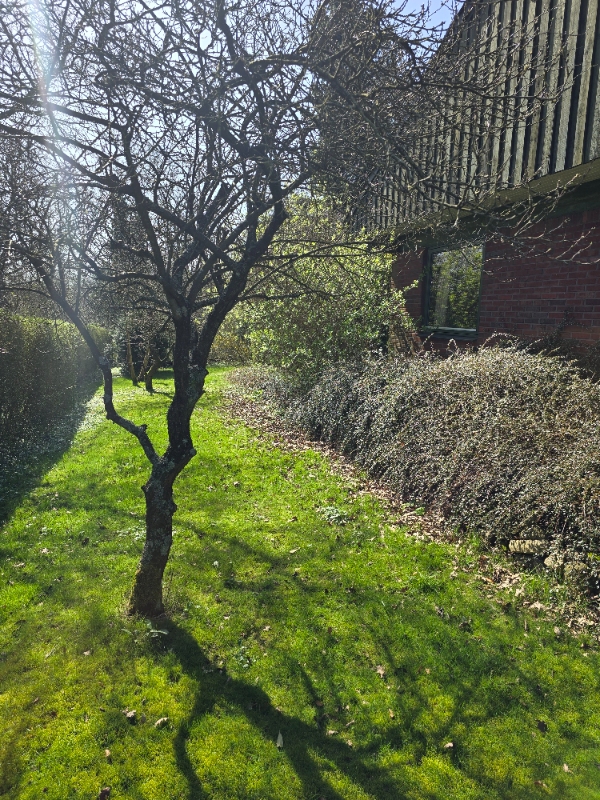 Hækfjernelse og græsslåning