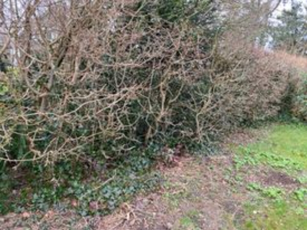 Fjernelse af egeføj og bambus samt klargøring af have