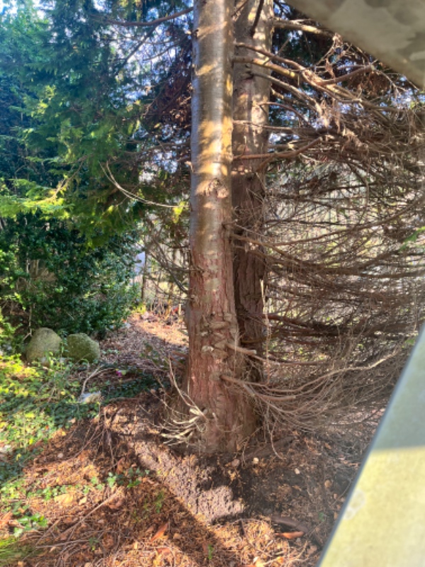 Fældning af grantræ