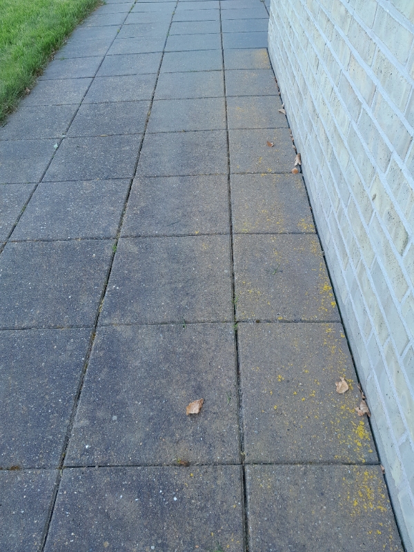 Fjernet alger fra fliser og evt. ukrudt.