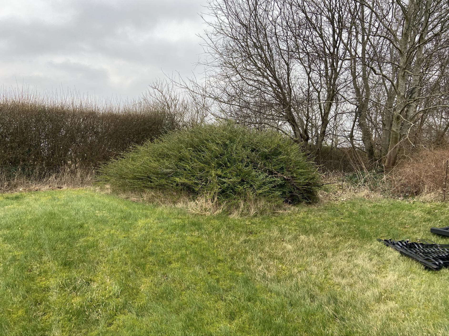 Haverenovering inkl træfældning