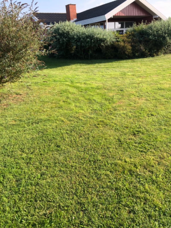 Hæk og buskklipning