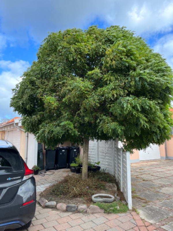 Beskæring af et træ, samt bortførsel.