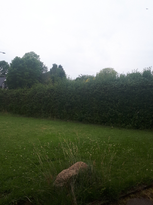 Klipning af ca. 60 meter hæk (på den ene side)