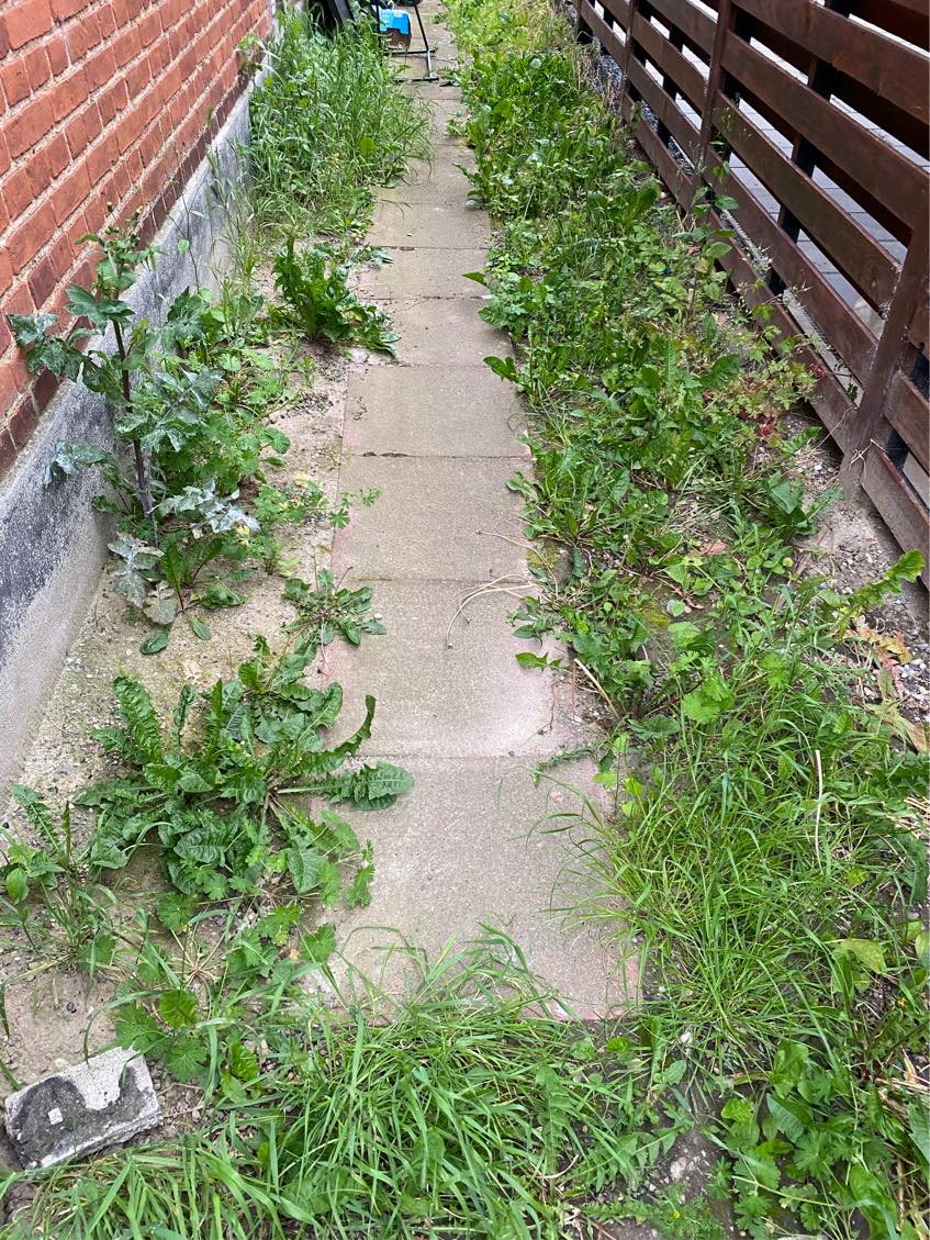 Alt græsset skal slås ned samt ukrudt skal fjernet