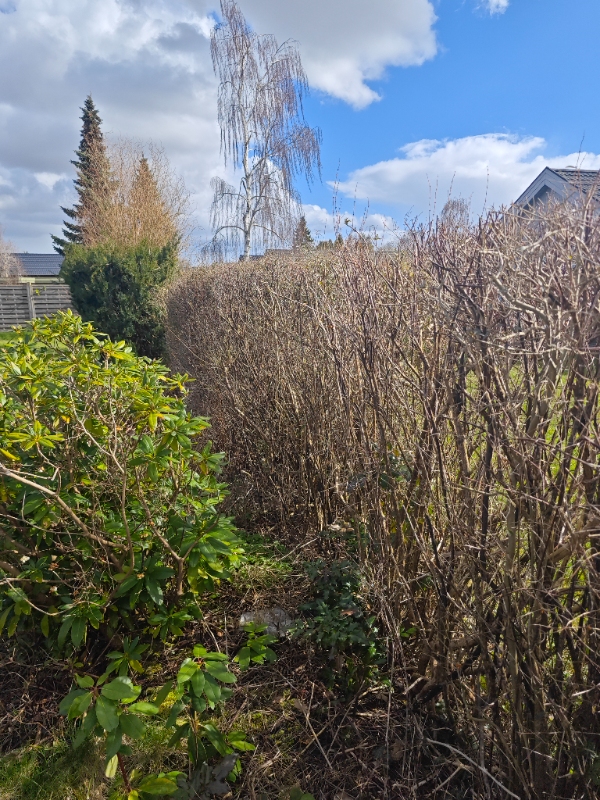 Opgravning af ligusterhæk 23 meter