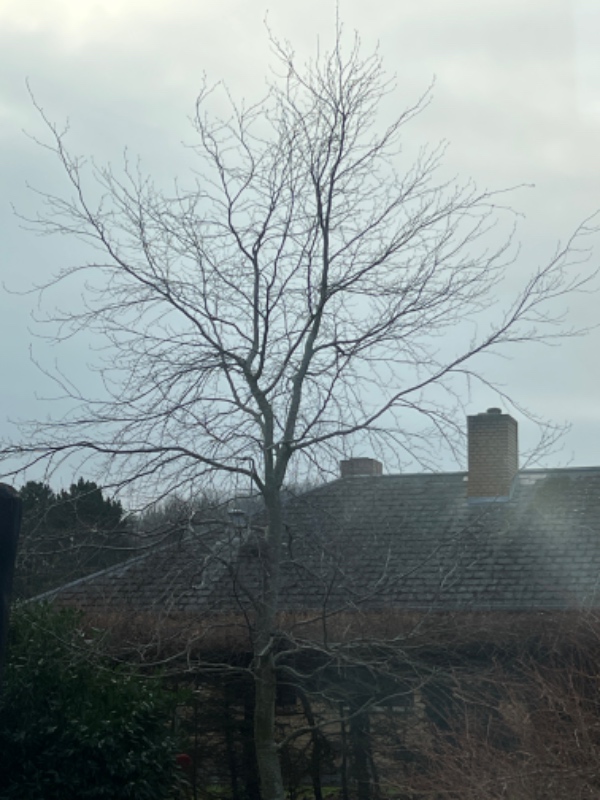 Beskæring og fældning af træer